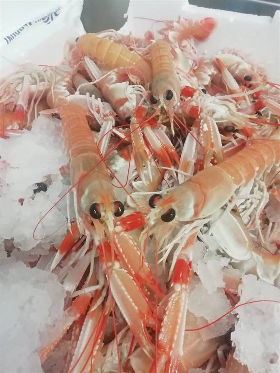 Scampi freschi 